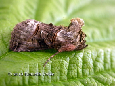 spectacle (Abrostola tripartita) Kenneth Noble